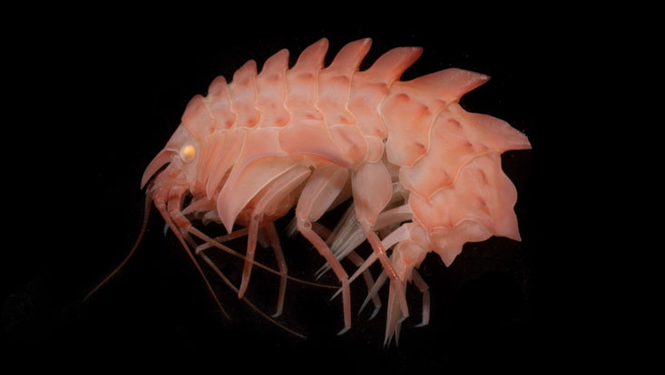 5_k_kuerzel-epimeria-loricata IceAGE