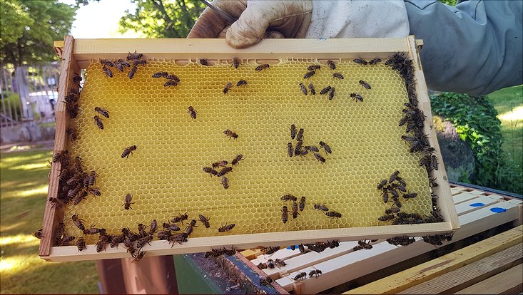 Imker hält Bienenwabe hoch