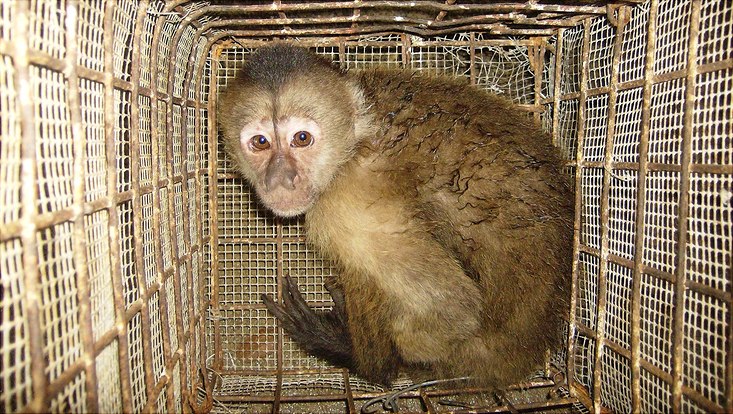Im Käfig gefangener Affe