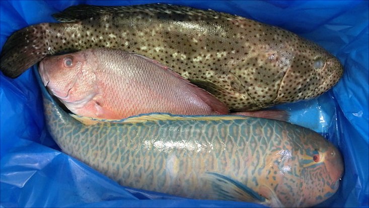 Bei Kontrollen fallen Falschdeklarationen häufig bei tropischen Fischarten aus afrikanischen und asiatischen Herkunftsländern auf – hier eine typische Mix-Kiste mit verschiedenen tropischen Fischarten: ein Zackenbarsch, ein Schnapper und ein Papageie