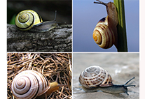 Bänderschnecken