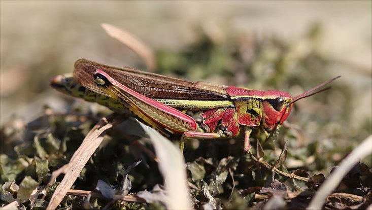 Mit einer Wanderausstellung will "ProInsekt" für Insekten wie die Sumpfschrecke begeistern. Die Sumpfschrecke ist eine typische Art, die vielerorts durch das Trockenlegen von Feuchtgebieten zurück gegangen ist.