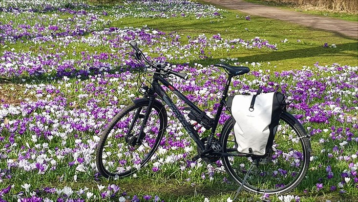 Fahrrad im Blumenmeer