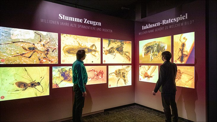 Ulrich Kotthoff (links) und Viktor Hartung (hier vor vergrößerten Bernsteininklusen) haben die Ausstellung zum Eozän inhaltlich entwickelt.