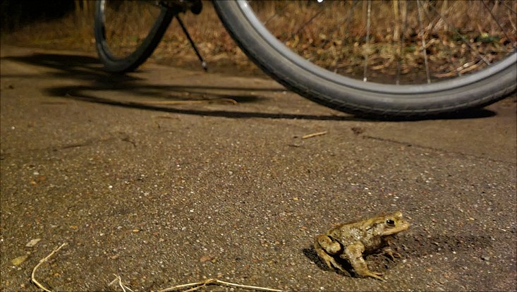 Kröte vor Fahrrad