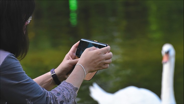 Frau fotografiert Schwan mit dem Smartphone