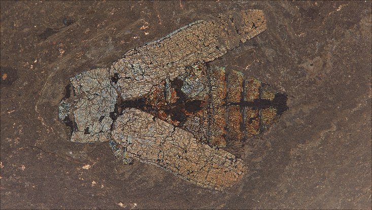 Prachtkäfer Fossil