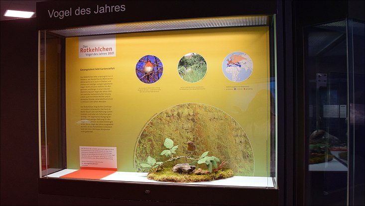 Bild der Vitrine