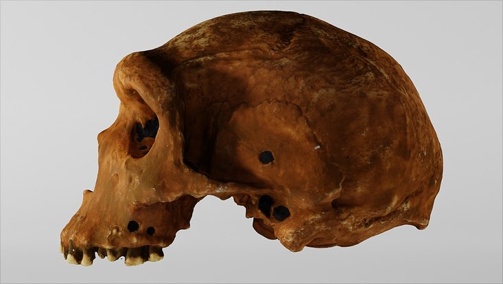 Schatz des Monats: Das Kabwe-Cranium