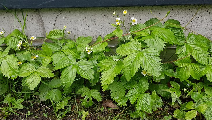 Wilde Erdbeeren im Vorgarten