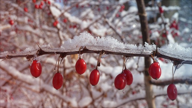Branch with red winterberries in snowscape