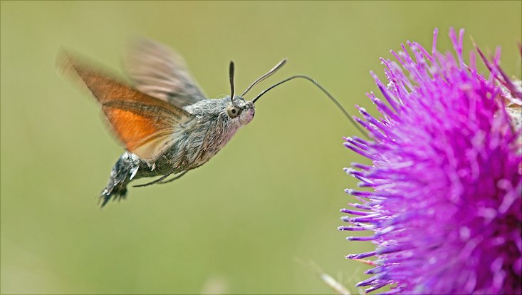 Taubenschwänzchen