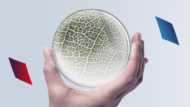 In the center of the image, a hand on a light background holds a round laboratory glass in which the magnified cell structure of a leaf can be seen. To the left and right of the image are more squares, a red one on the left and a blue one on the righ