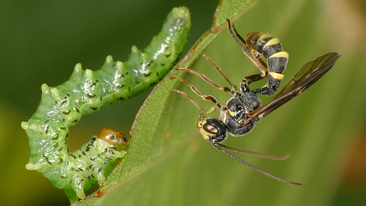 Insektenwoche