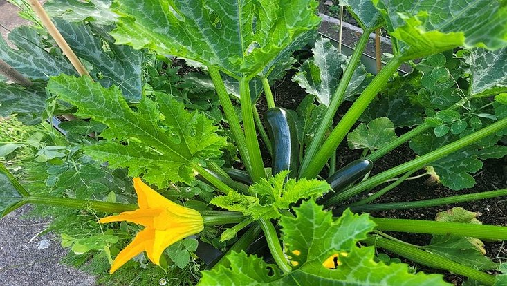 Zucchini
