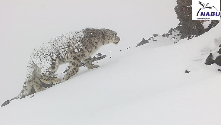 Schneeleopard