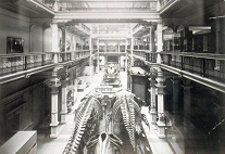 Altes Naturkundemuseum