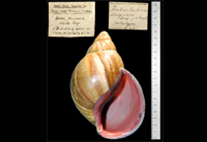Archachatina