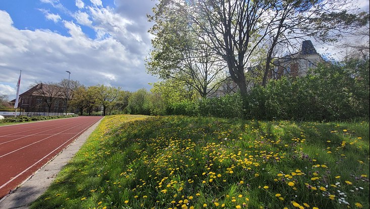 Blumen im Gras im Sportpark
