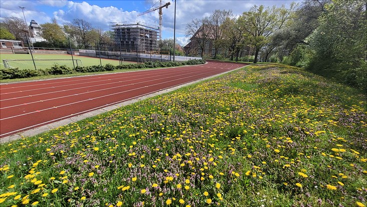 Blumenwiese im Sporpark Rothenbaum