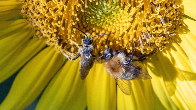 Projektbanner Beenough