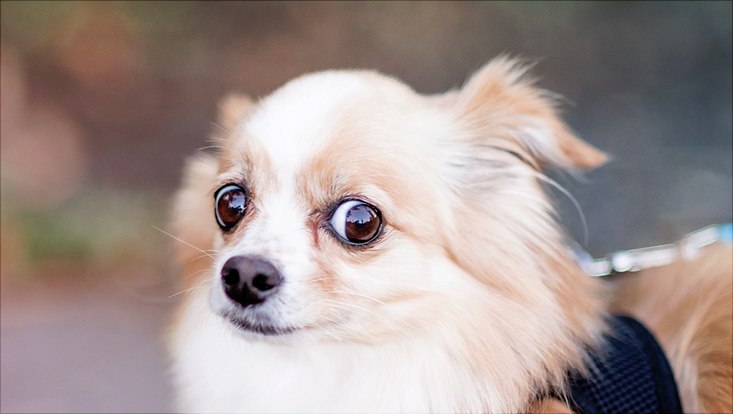 Verstört schauender Hund