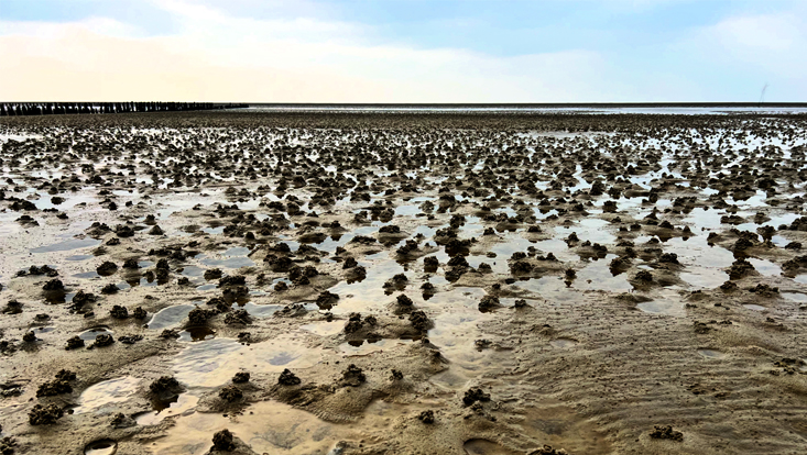 Blick über das Meer bei Ebbe