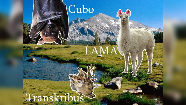 Der Hase Cubo und das Lama
