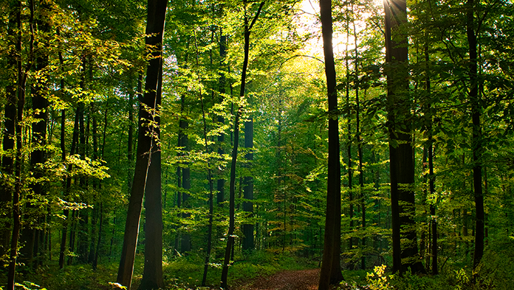 Wald mit Weg grüne Bäume Sonnenlicht