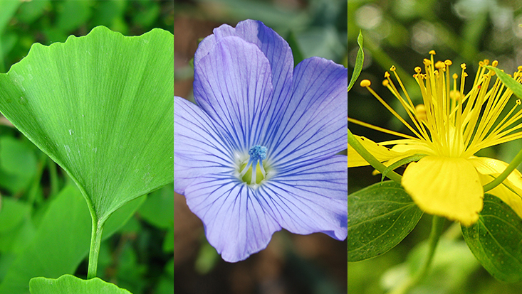 Phytotherapie und Herbal Medicine Ginko, Lein und Johanniskraut