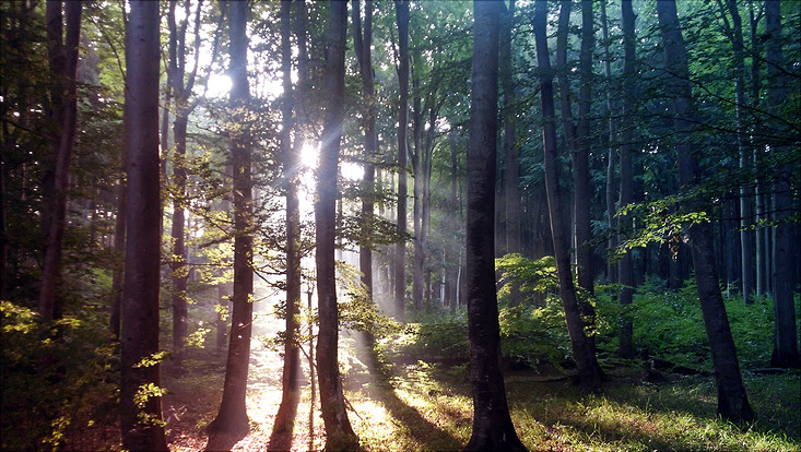 Wald