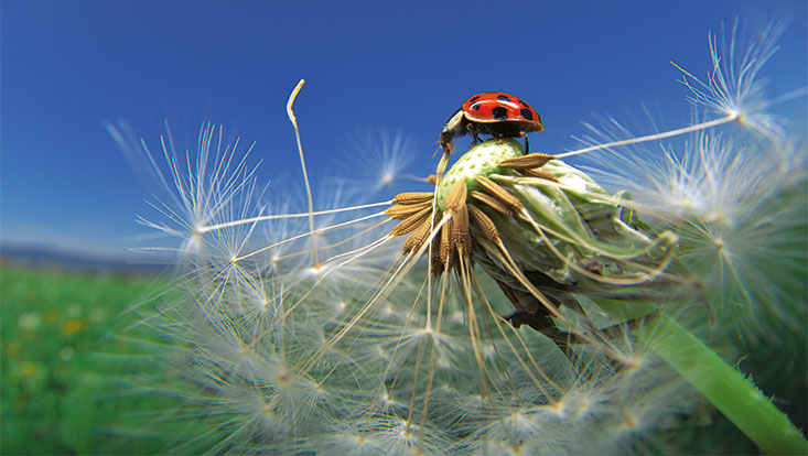 733x414-marienkaefer Fotowettbewerb