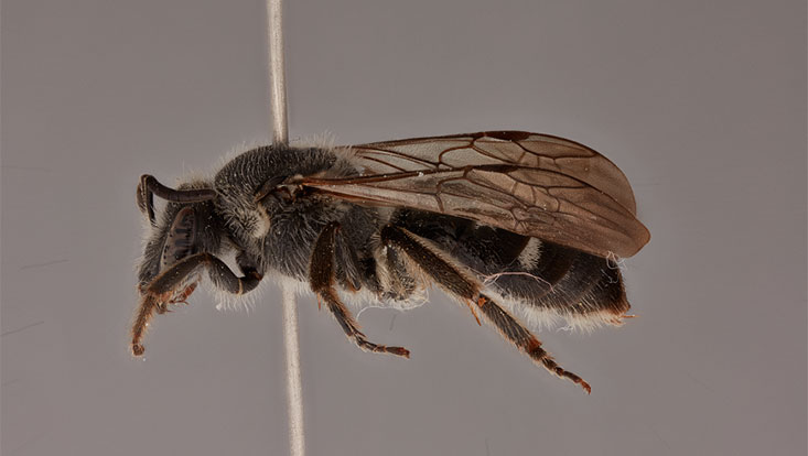 733x414-wildbienelasioglossum_sexnotatum_thuredalsgaard Geo