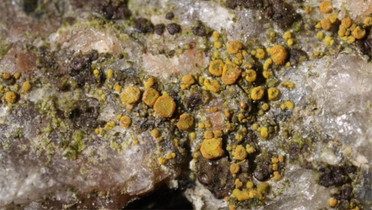733x414-gewöhnliche-dotterflechte--foto-matthias-schultz Geo