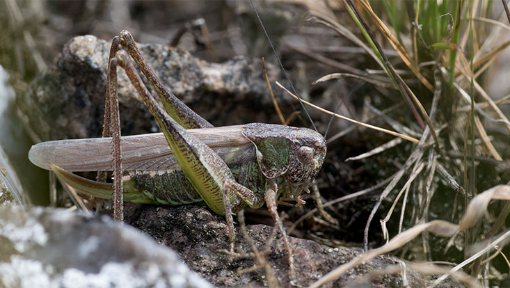 733x414-platycleis-albopunctata-torstendemuth Geo
