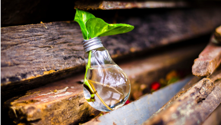 plant in light bulb