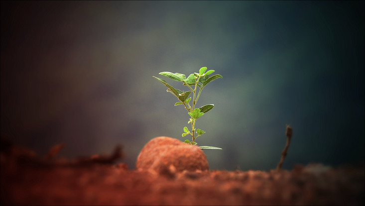 hand holding small plant germling