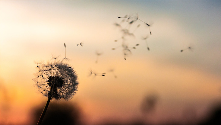 Pusteblume