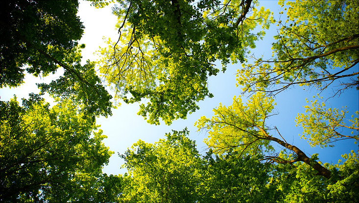 Bäume vor blauem Himmel