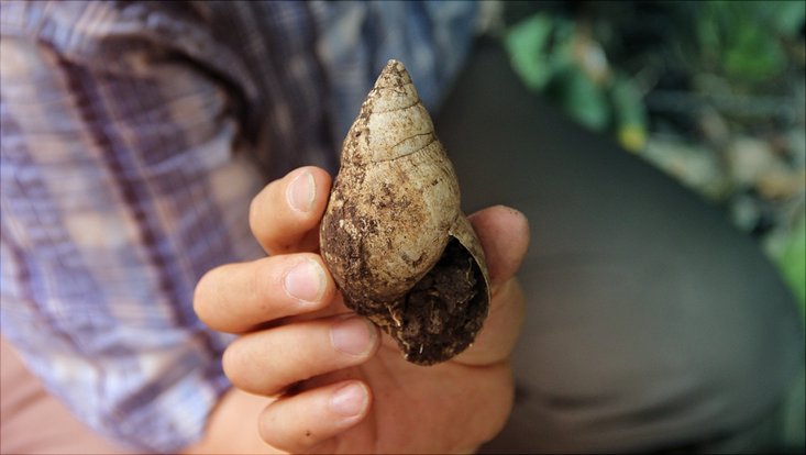 Leitfossil Anthropozän