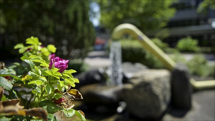 Heckenrose mit Wasserfontäne im Hintergrund