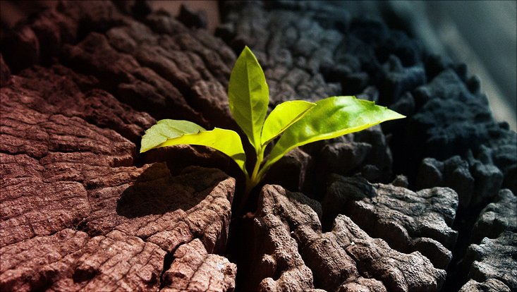 Weiterbildung Change Management Coach