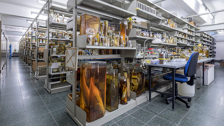 733x414-ichthyologie-sammlung-einblick