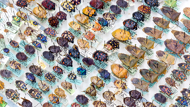 640x361-entomologie-käfer