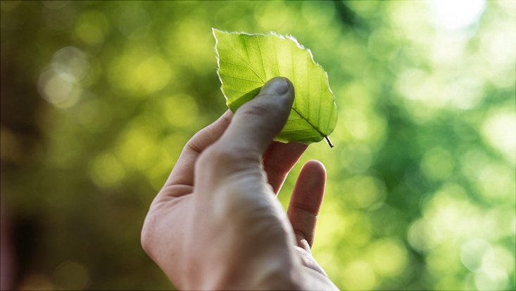 Hand hält Blatt gegen die Sonne