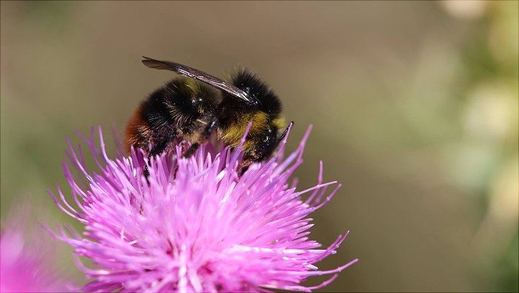 Steinhummel auf Kornblume