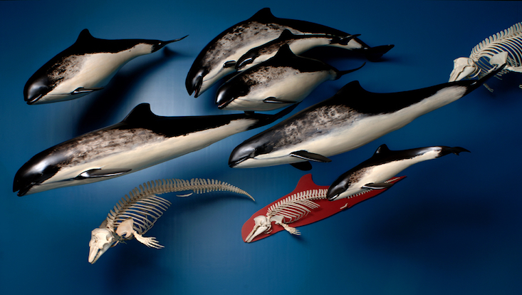 Schweinswale Ausstellung Zoologisches Museum