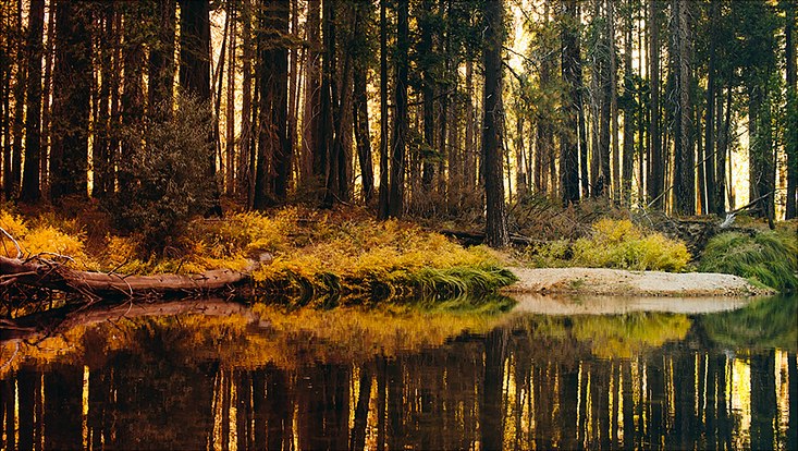 Wald mit See im Vordergrund