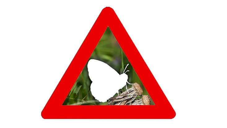 ausgelöschter Schmetterling in einem Warndreieck