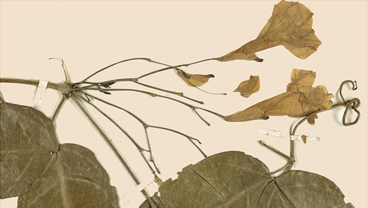 Herbarium Hamburgense